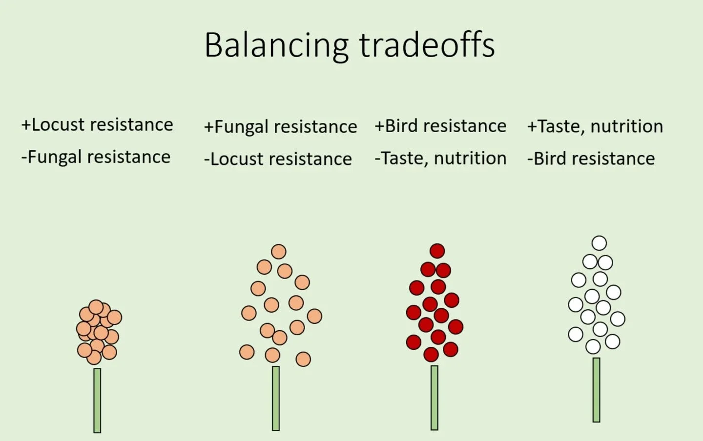 How diverse varieties and species grown in the same field deliver greater resilience (Credit Alex McAlvay)