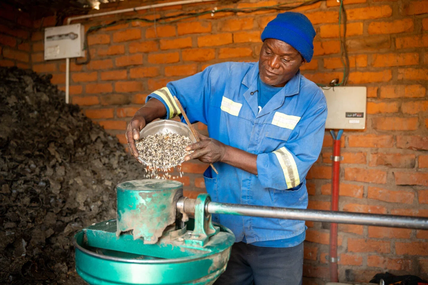 worker in blue uniform and cap pouring shelled peanuts or seeds from a bowl into turquoise processing equipment in a workshop with orange brick walls