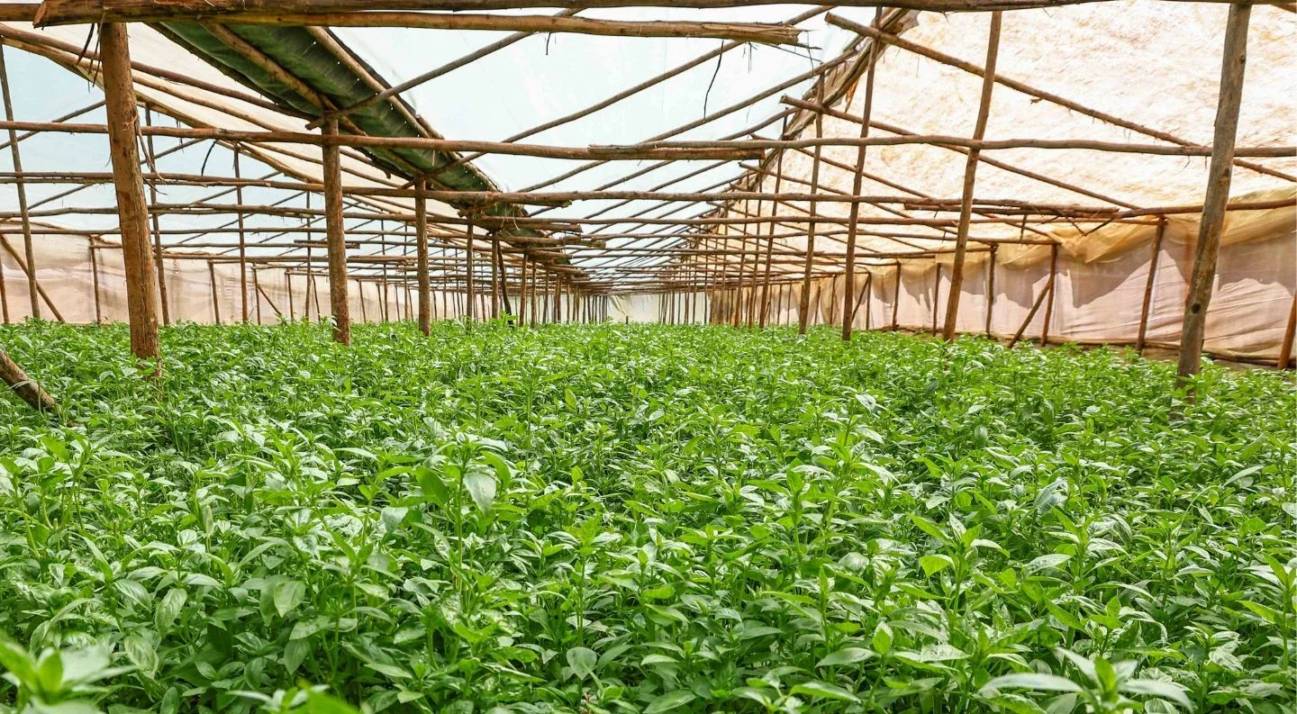 leafy green crops growing inside a greenhouse
