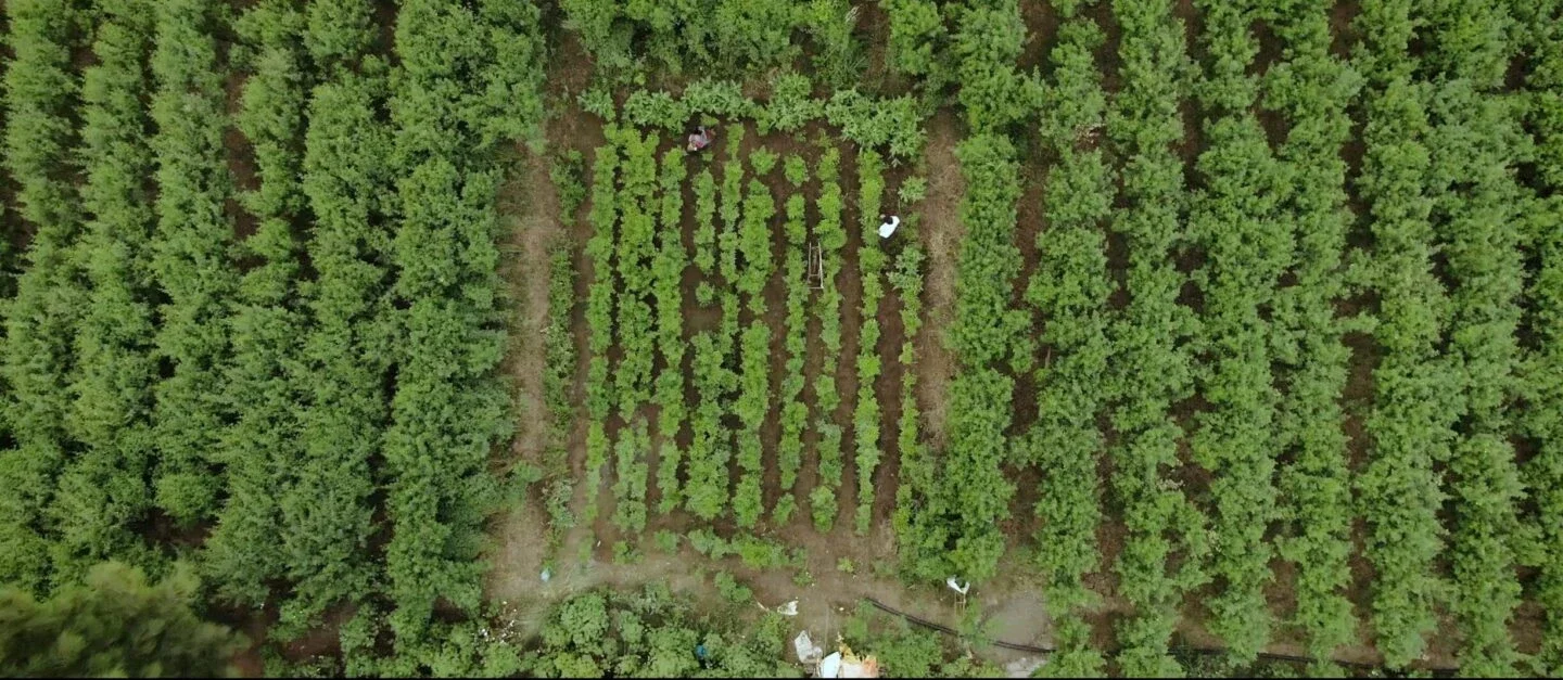 aerial view of two farmers tending rows of crops in a small cultivated plot surrounded by dense trees, demonstrating agroforestry and regenerative agriculture practices